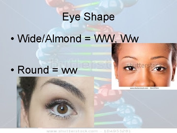 Eye Shape • Wide/Almond = WW, Ww • Round = ww 