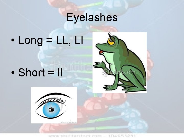 Eyelashes • Long = LL, Ll • Short = ll 