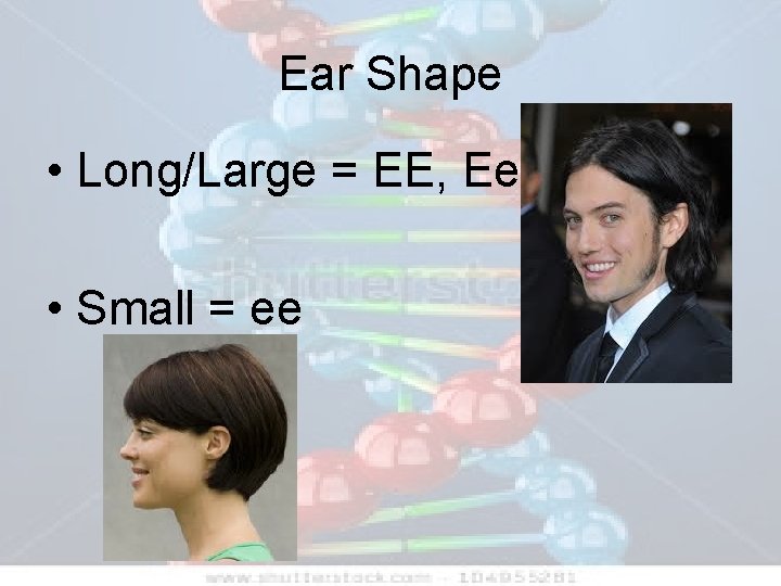 Ear Shape • Long/Large = EE, Ee • Small = ee 