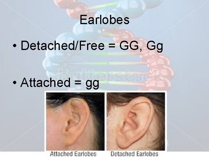 Earlobes • Detached/Free = GG, Gg • Attached = gg 