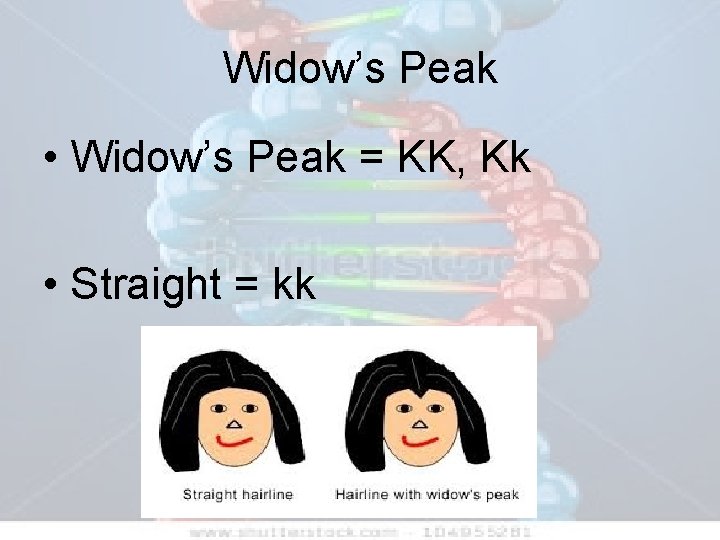 Widow’s Peak • Widow’s Peak = KK, Kk • Straight = kk 