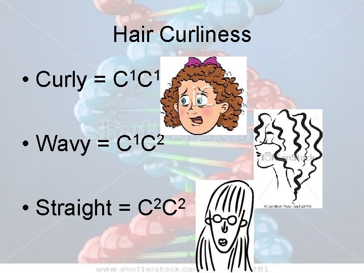Hair Curliness • Curly = 1 1 CC • Wavy = C 1 C