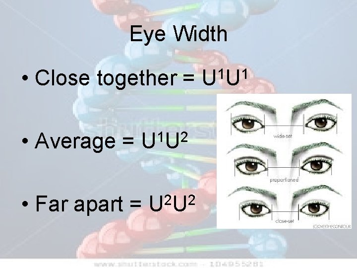 Eye Width • Close together = • Average = U 1 U 2 •