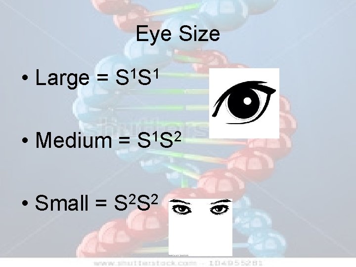 Eye Size • Large = 1 1 SS • Medium = S 1 S