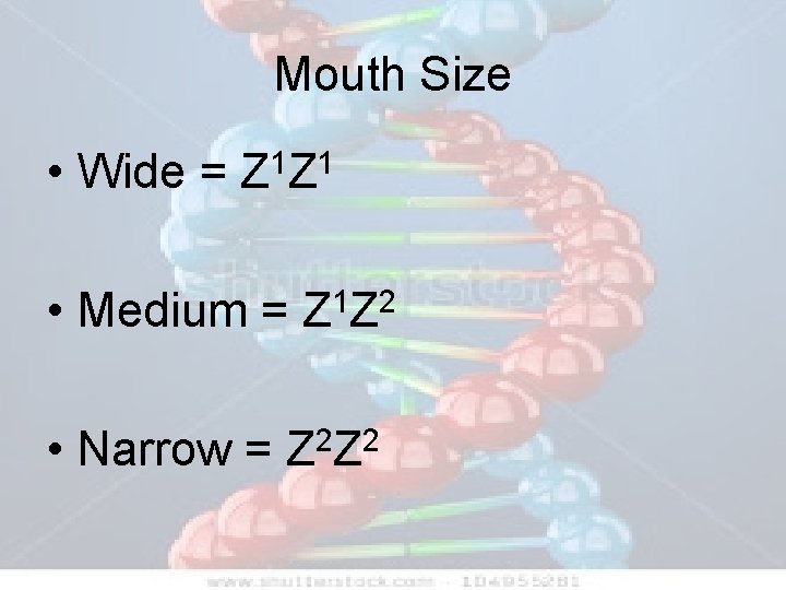Mouth Size • Wide = 1 1 ZZ • Medium = Z 1 Z