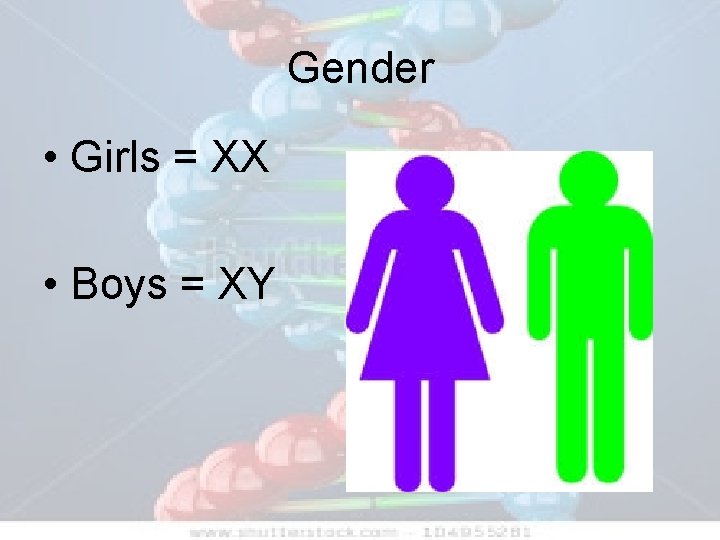 Gender • Girls = XX • Boys = XY 