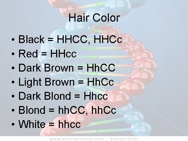 Hair Color • • Black = HHCC, HHCc Red = HHcc Dark Brown =