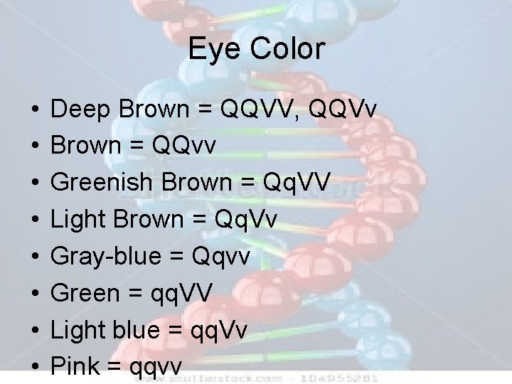 Eye Color • • Deep Brown = QQVV, QQVv Brown = QQvv Greenish Brown