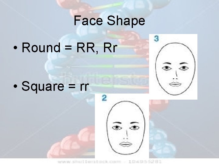 Face Shape • Round = RR, Rr • Square = rr 