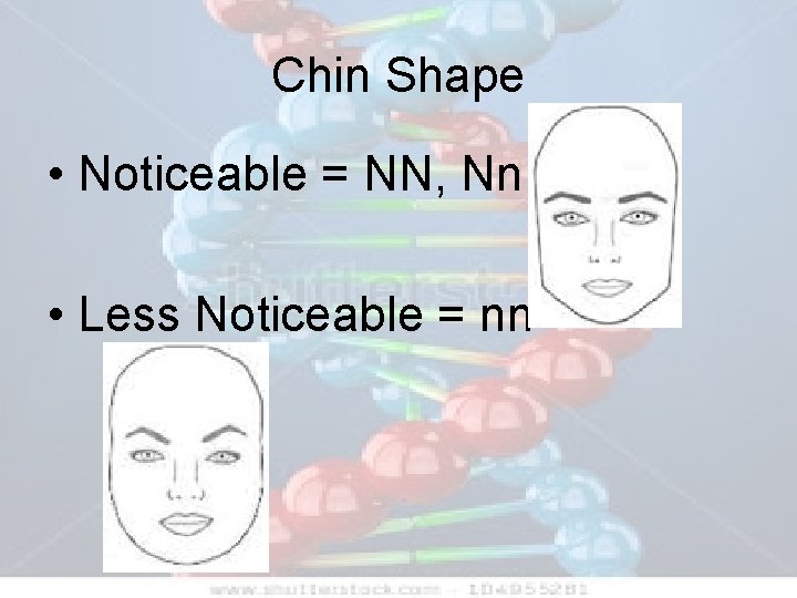 Chin Shape • Noticeable = NN, Nn • Less Noticeable = nn 