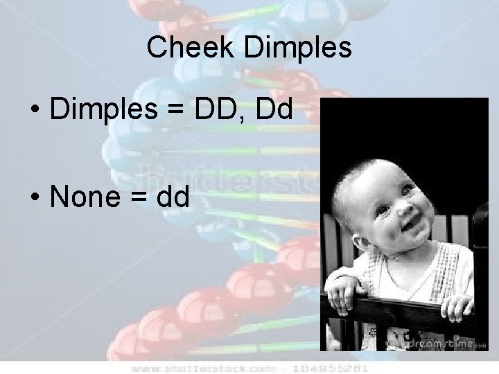 Cheek Dimples • Dimples = DD, Dd • None = dd 