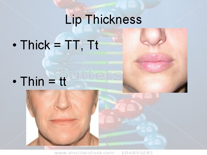 Lip Thickness • Thick = TT, Tt • Thin = tt 