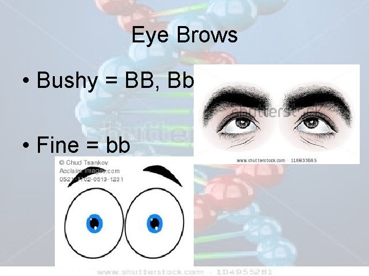 Eye Brows • Bushy = BB, Bb • Fine = bb 