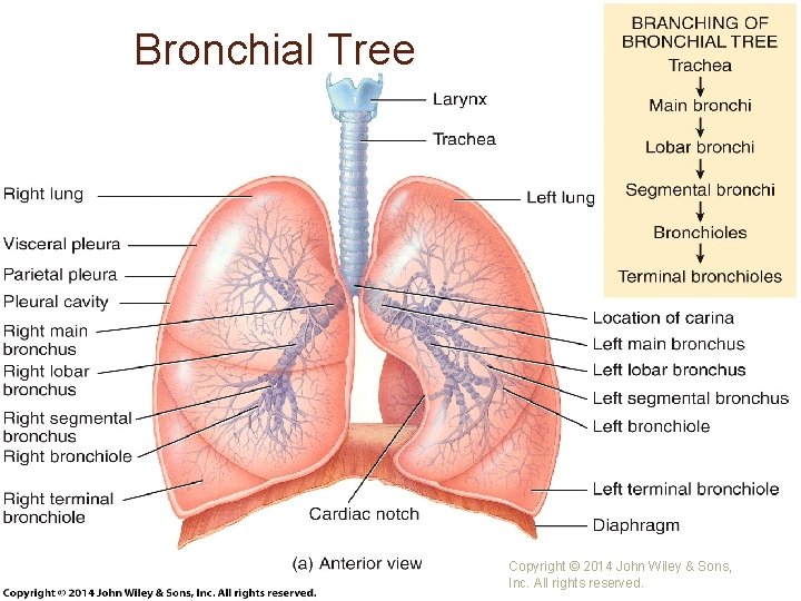 Bronchial Tree Copyright © 2014 John Wiley & Sons, Inc. All rights reserved. 