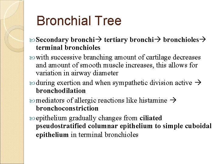 Bronchial Tree Secondary bronchi tertiary bronchioles terminal bronchioles with successive branching amount of cartilage