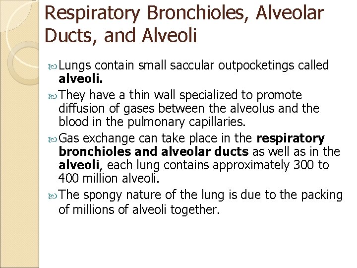 Respiratory Bronchioles, Alveolar Ducts, and Alveoli Lungs contain small saccular outpocketings called alveoli. They