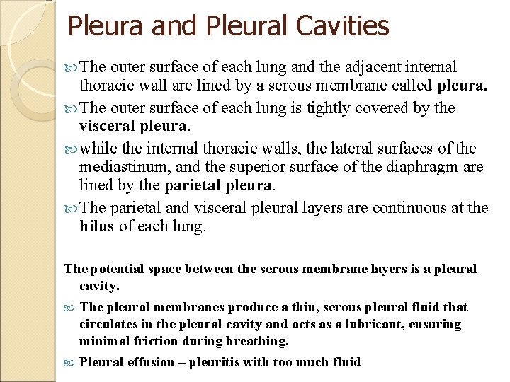 Pleura and Pleural Cavities The outer surface of each lung and the adjacent internal
