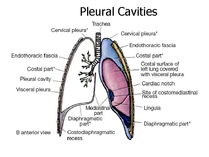 Pleural Cavities 