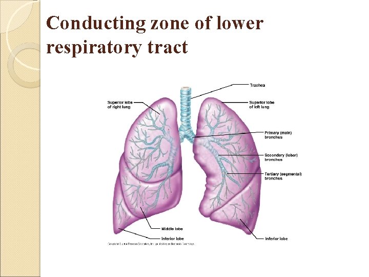 Conducting zone of lower respiratory tract 