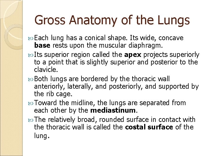 Gross Anatomy of the Lungs Each lung has a conical shape. Its wide, concave