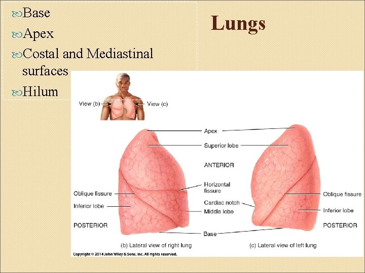  Base Apex Costal and Mediastinal surfaces Hilum Lungs 