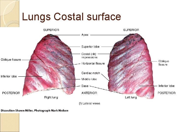 Lungs Costal surface 