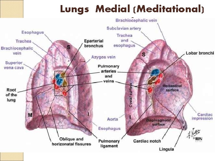 Lungs Medial (Meditational) Surface 