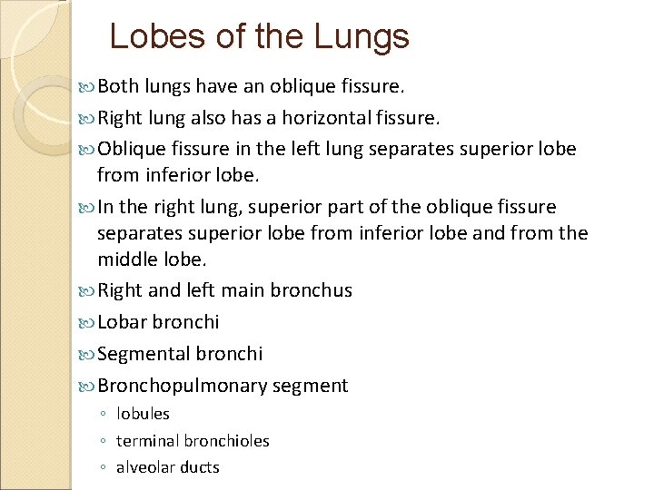 Lobes of the Lungs Both lungs have an oblique fissure. Right lung also has