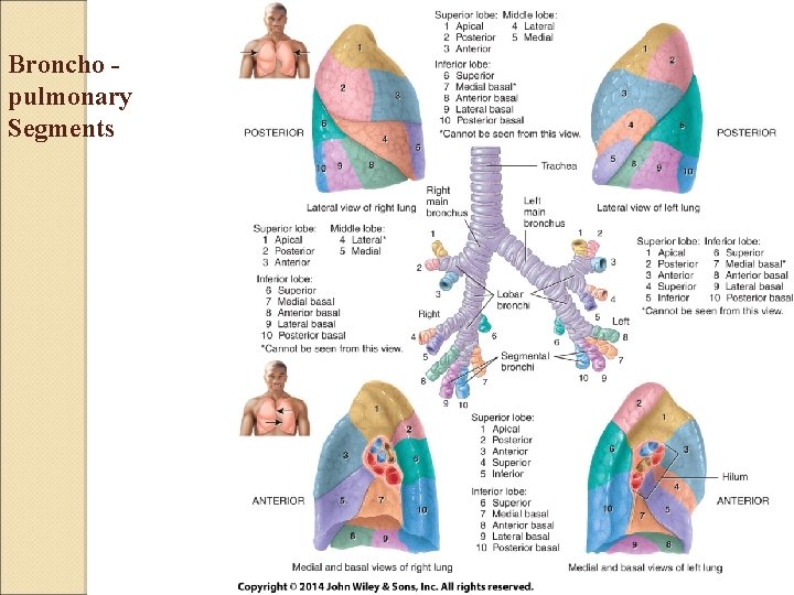 Broncho pulmonary Segments 