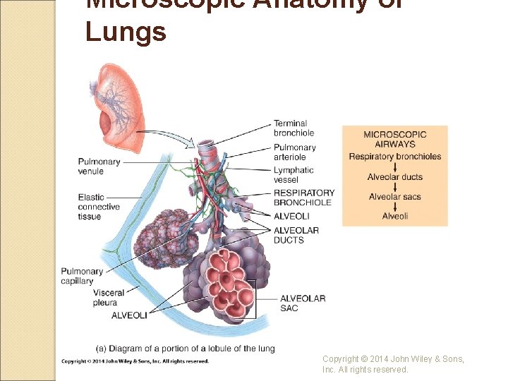 Microscopic Anatomy of Lungs Copyright © 2014 John Wiley & Sons, Inc. All rights
