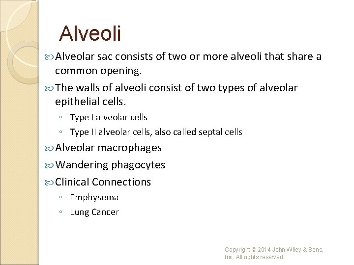 Alveoli Alveolar sac consists of two or more alveoli that share a common opening.