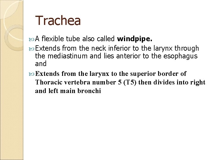 Trachea A flexible tube also called windpipe. Extends from the neck inferior to the