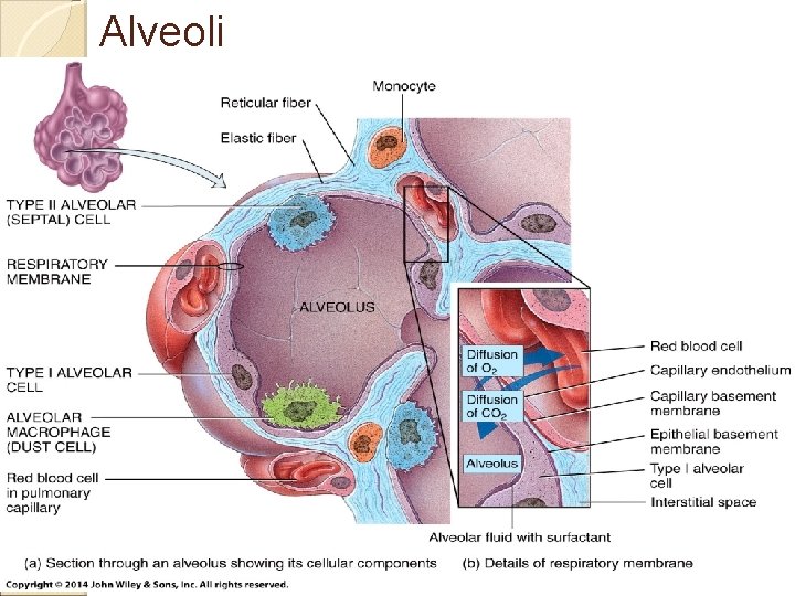 Alveoli Copyright © 2014 John Wiley & Sons, Inc. All rights reserved. 