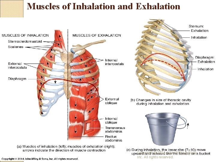 Muscles of Inhalation and Exhalation Copyright © 2014 John Wiley & Sons, Inc. All