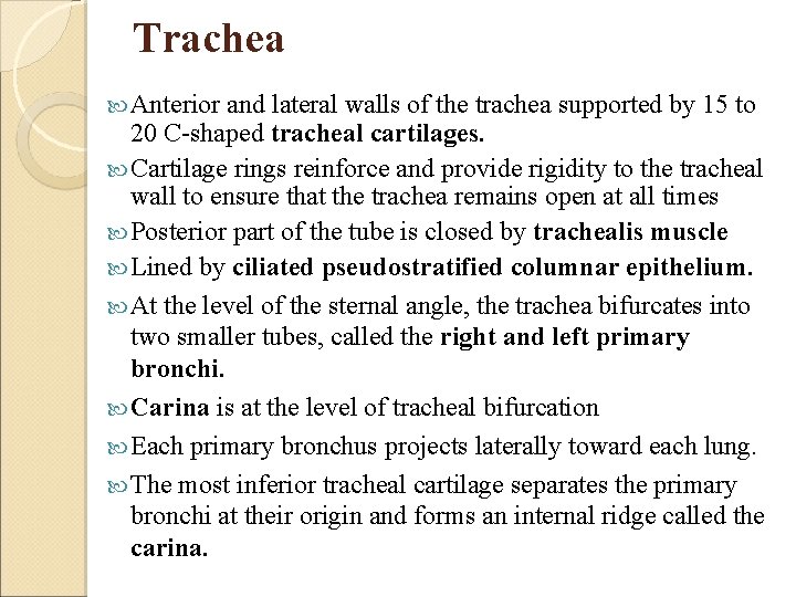 Trachea Anterior and lateral walls of the trachea supported by 15 to 20 C-shaped