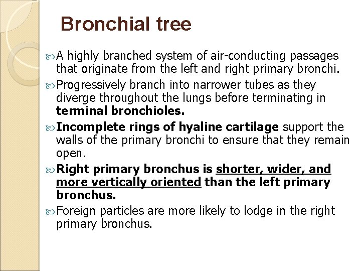 Bronchial tree A highly branched system of air-conducting passages that originate from the left