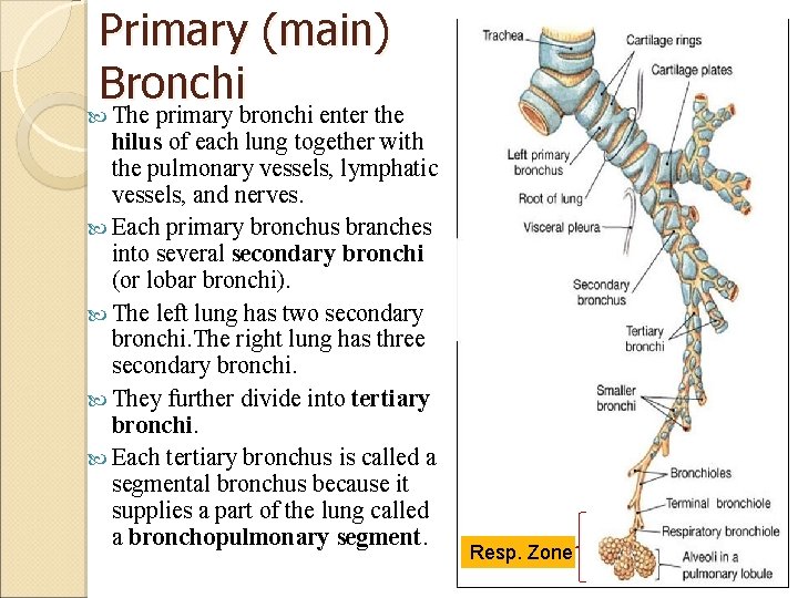 Primary (main) Bronchi The primary bronchi enter the hilus of each lung together with