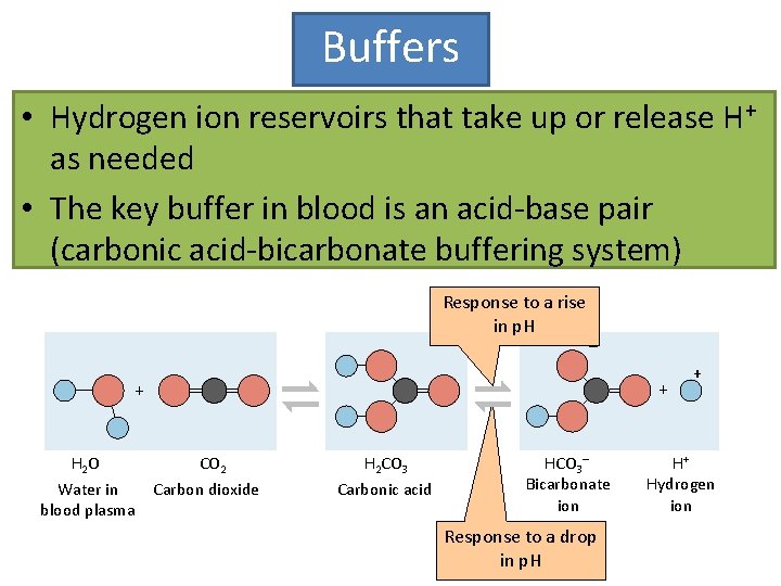 Buffers • Hydrogen ion reservoirs that take up or release H+ as needed •