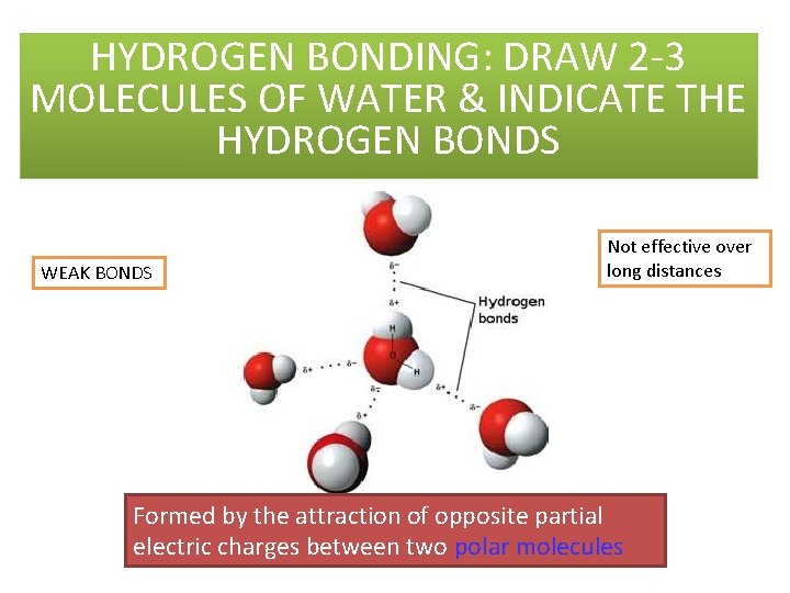 HYDROGEN BONDING: DRAW 2 -3 MOLECULES OF WATER & INDICATE THE HYDROGEN BONDS WEAK