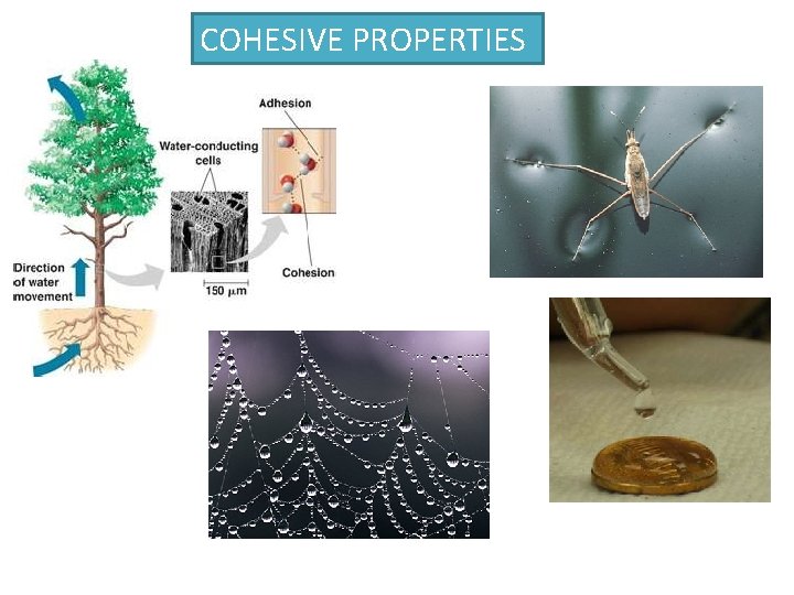 COHESIVE PROPERTIES 