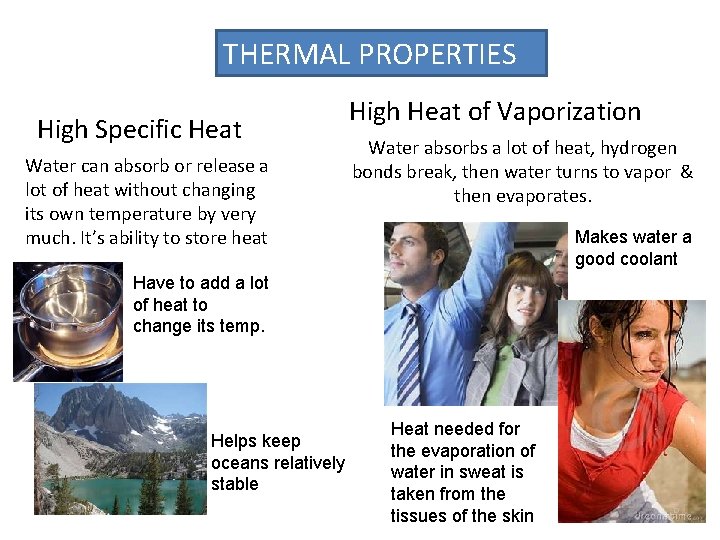 THERMAL PROPERTIES High Specific Heat Water can absorb or release a lot of heat