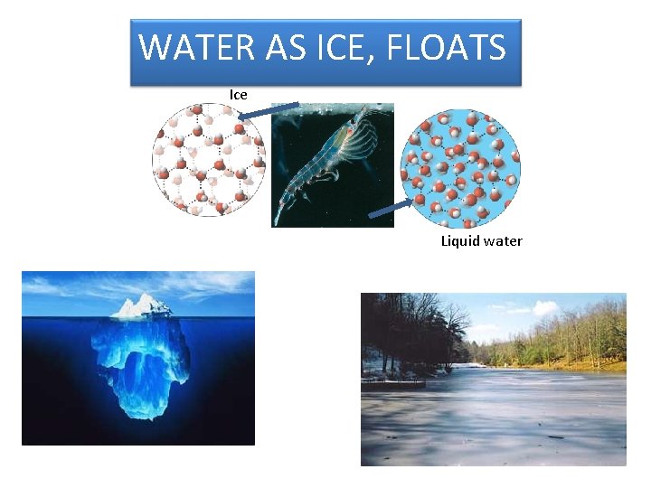 WATER AS ICE, FLOATS Ice Liquid water 