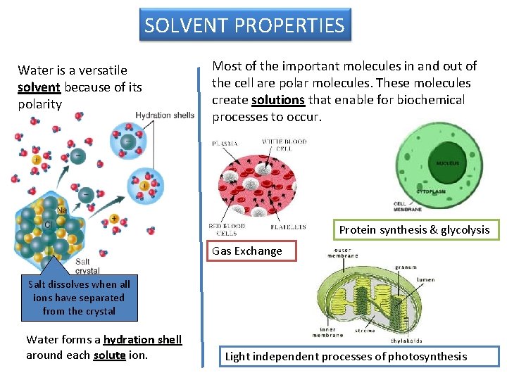 SOLVENT PROPERTIES Water is a versatile solvent because of its polarity Most of the