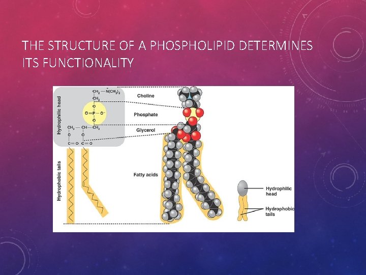 THE STRUCTURE OF A PHOSPHOLIPID DETERMINES ITS FUNCTIONALITY 