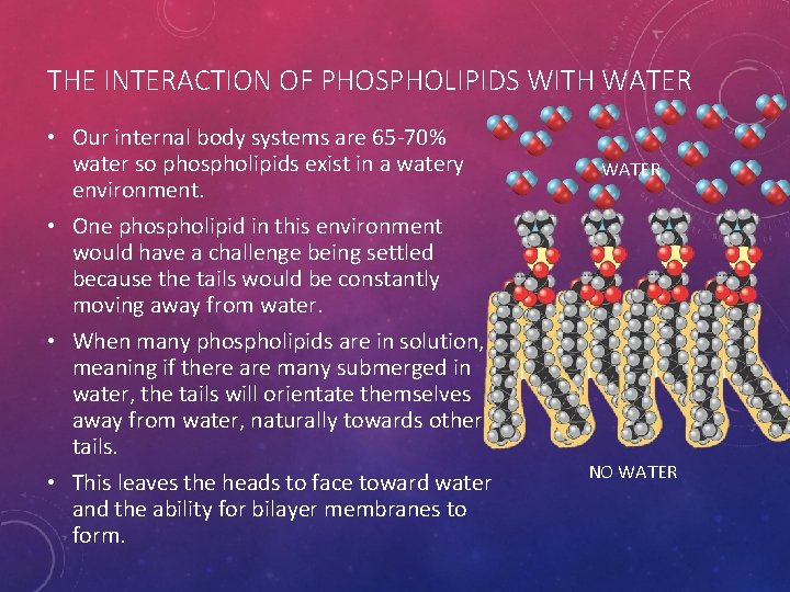 THE INTERACTION OF PHOSPHOLIPIDS WITH WATER • Our internal body systems are 65 -70%