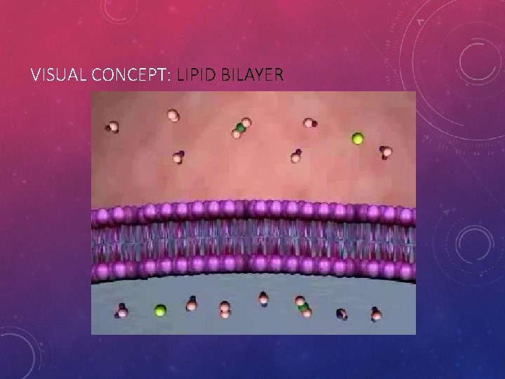 VISUAL CONCEPT: LIPID BILAYER 