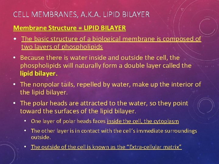 CELL MEMBRANES, A. K. A. LIPID BILAYER Membrane Structure = LIPID BILAYER • The