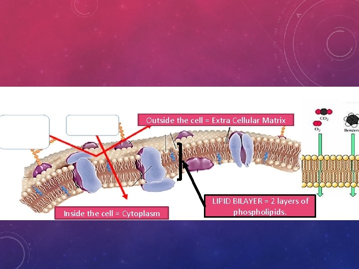 Outside the cell = Extra Cellular Matrix Inside the cell = Cytoplasm LIPID BILAYER