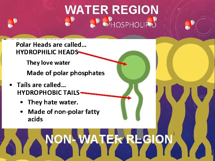 WATER REGION PHOSPHOLIPID • Polar Heads are called… HYDROPHILIC HEADS • They love water