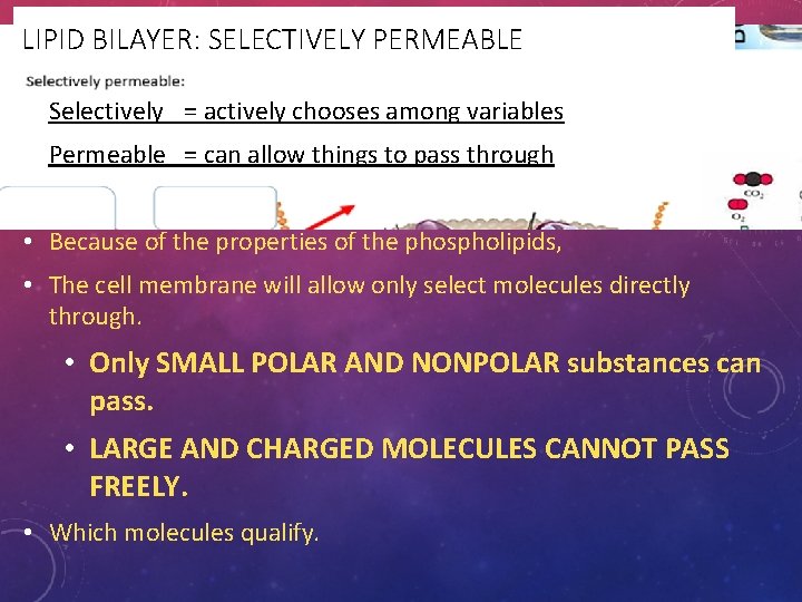 LIPID BILAYER: SELECTIVELY PERMEABLE • Selectively = actively chooses among variables • Permeable =